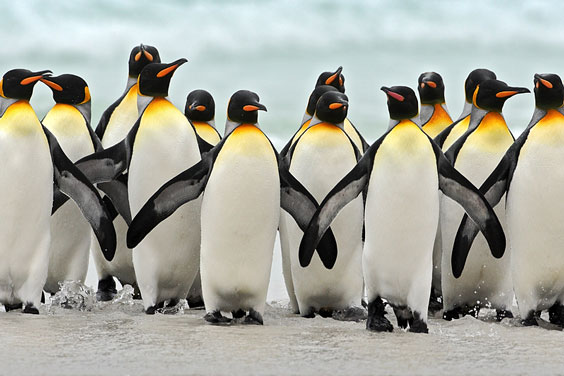 King Penguins Standing on a Shoreline