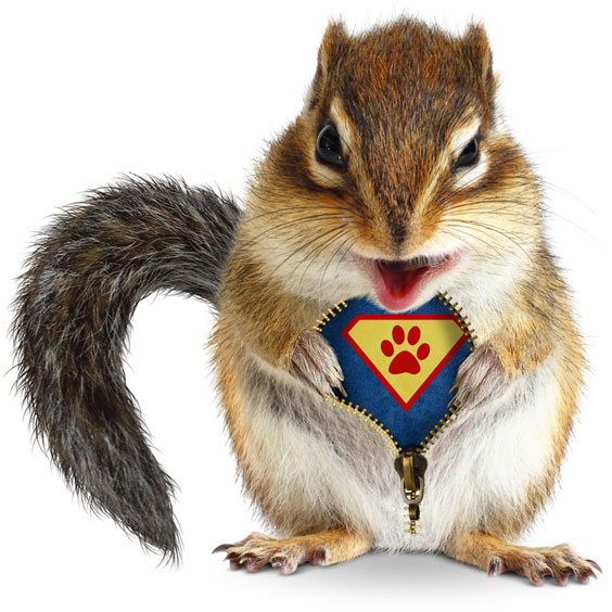 Super Hero Squirrel