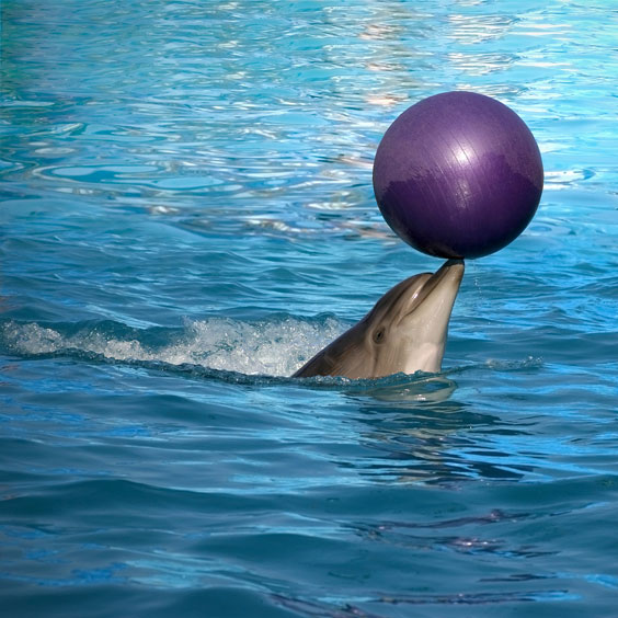 Trained Dolphin