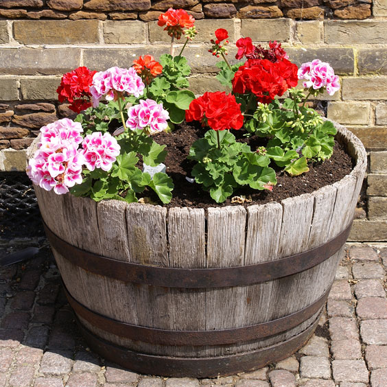 Tub of Geranium Flowers