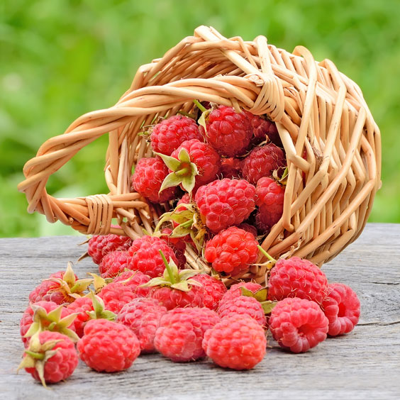 Red Raspberries in a Wicker Basket