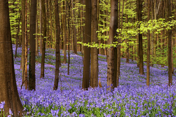 Woods in Springtime